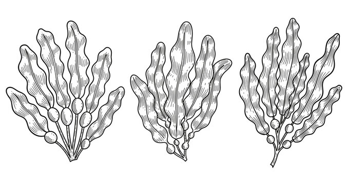 Detailed botanical illustration of seaweed fucus vesiculosus