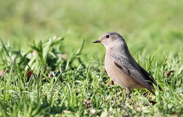 Common redstart, Phoenicurus phoenicurus, birds of Montenegro	