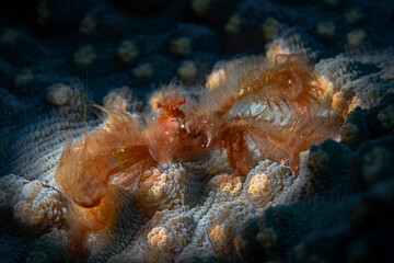 Orang Utan Crab, Decorator Crab