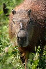carpincho capibara