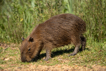 carpincho capibara