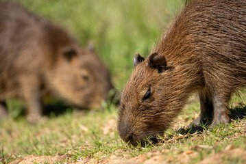 Fototapeta premium carpincho capibara