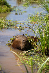 carpincho capibara