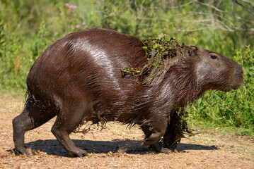 carpincho capibara