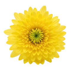 Bright yellow flower isolated on transparent background