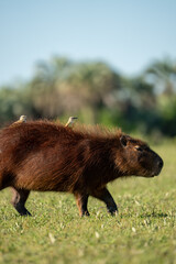 carpincho capibara