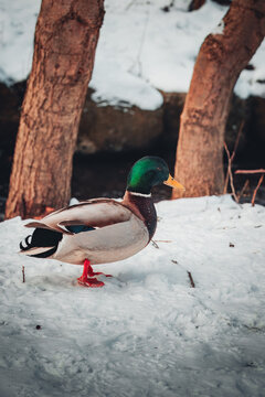 A high-resolution, close-up portrait of a drake mallard (Anas platyrhynchos) during a snowfall. The image features the vibrant iridescent green plumage of the head, a bright yellow bill, and snow rest