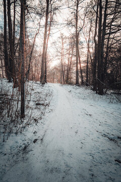 A wide-angle view of a snow-covered walking trail winding through a dense forest of bare deciduous trees during winter.