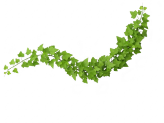 Green ivy leaves on a vine isolated on transparent background with natural beauty