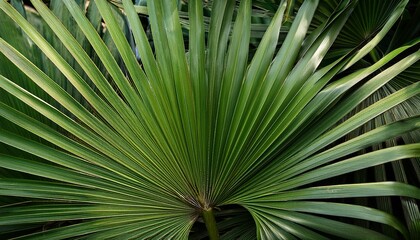 a cluster of fresh palm leaves with intricate texture and natural colors