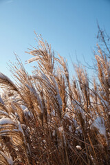 Fototapeta premium Ornamental grass covered in snow during winter day