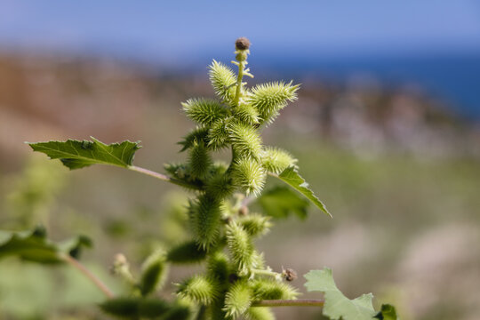 Close-up of a green cocklebur plant with spiky seeds near Balchik, Bulgaria