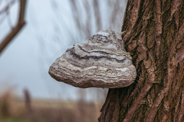 Close up on a Bracket fungus on a tree over Vistula River in Warsaw, Poland
