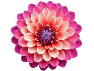 Vibrant pink flower isolated on transparent background with delicate petals and a purple center