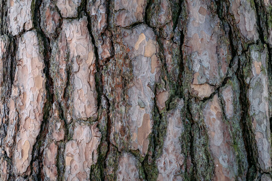 Close up on pine bark texture in forest in Lodzkie Voivodeship of Poland