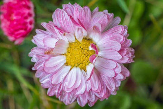 Close up of a pink and white common daisy flower in Poland