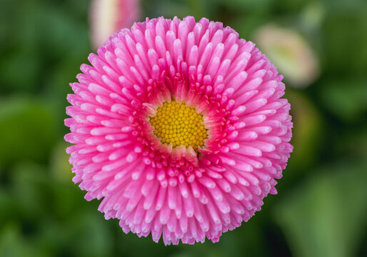 Symmetrical top view of a pink pomponette daisy flower in a garden, Poland