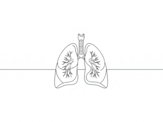 Detailed human lungs with trachea and bronchi on isolated transparent background for medical use