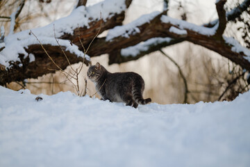 Obraz premium Sturdy tabby cat walking on white snow during sunset. Winter landscape with domestic pet in soft golden light. Animal portrait.