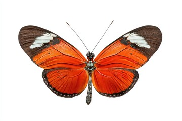 Fototapeta premium Radiant Butterfly's Dance: An eye-level shot captures a butterfly showcasing its colorful wings, highlighting the intricate details of nature's design.