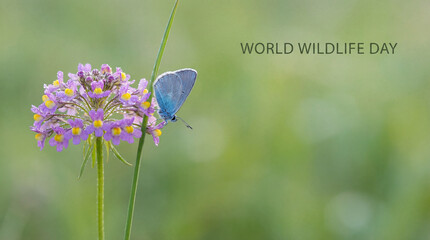 Blue butterfly on purple wildflower. Butterfly rests on dewy bloom with soft bokeh, copy space and World Wildlife Day text for nature conservation, spring biodiversity awareness campaign