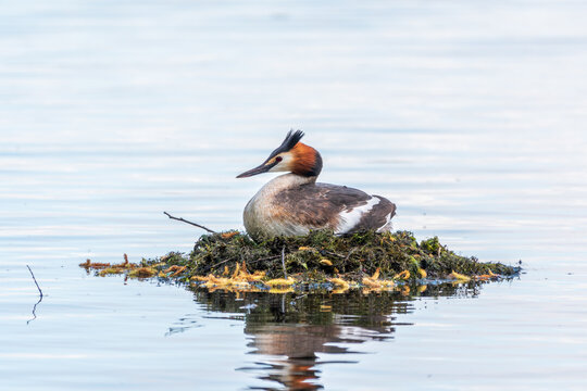 Great Crested Grebe, Podiceps cristatus, water bird sitting on the nest, nesting time on the green lake
