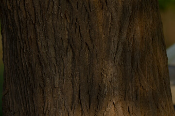 Obraz premium massive tree trunk with vertical grooves and deep ridges, dramatic textured surface evoking monumentality and grounding, calm earthy palette suitable for wellness, meditation