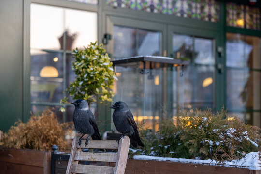 Two jackdaws sitting on a wooden chair on snowy outdoor terrace near restaurant window with plants and glass heater.
