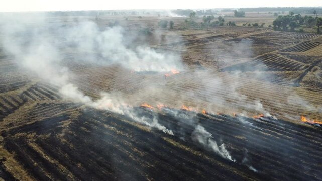 Rice Crop Stubble Burning in Rural Village in India. Parali Burning Makes Pollution in India. Agricultural Stubble Field Burning After Harvest. Air Pollution Concept.