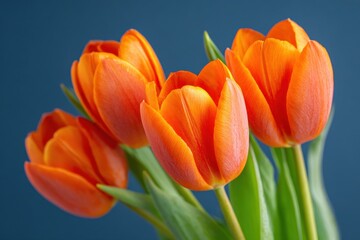 Vivid orange tulip flowers with lush green leaves against a deep blue background, creating a striking visual contrast and vibrant floral display for artistic inspiration