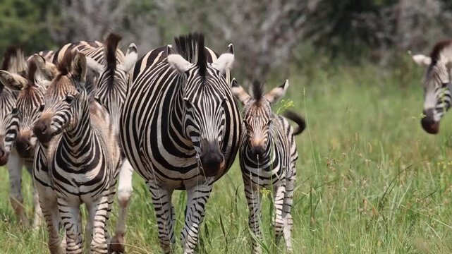 A dazzle of plains zebras (Equus quagga) with young foals walking in the African bush