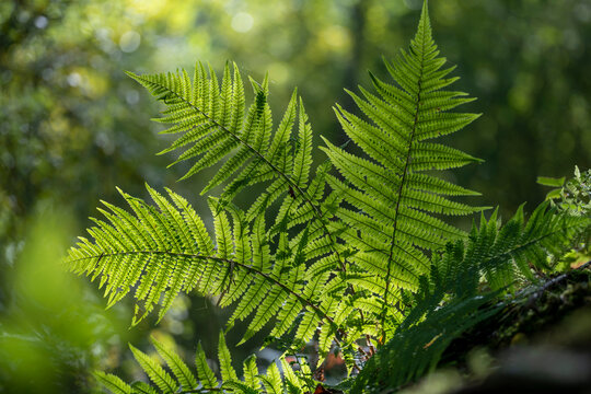 Close-up of a fern in Swiss forests, captured with beautiful bokeh effects and soft light, highlighting delicate textures, fresh green tones, and a calm natural atmosphere.