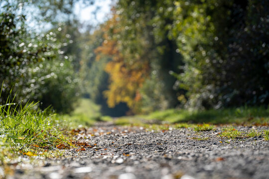 Close-up view of yellow autumn leaves in Central Switzerland, captured on a sunny day with warm light and shallow depth of field, highlighting natural textures and seasonal beauty.