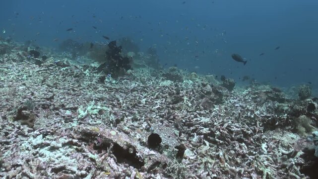 The ocean floor shows widespread coral bleaching near the South Pacific. The dead coral lays in stark contrast to the clear water and the little fish swimming around the area.