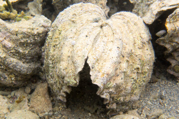 Photo of dead tridacna clam in sea