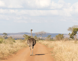 A view of ostrich