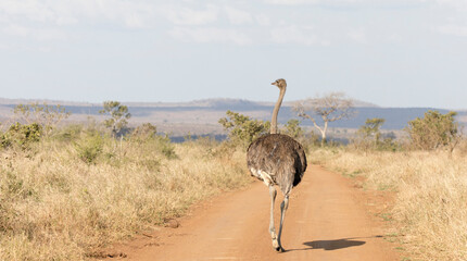 A view of ostrich