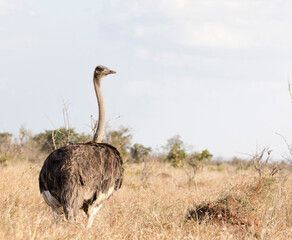 A view of ostrich