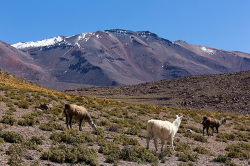A landscape with guanaco