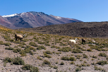 A landscape with guanaco