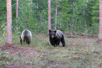 A view of brown bear during summer