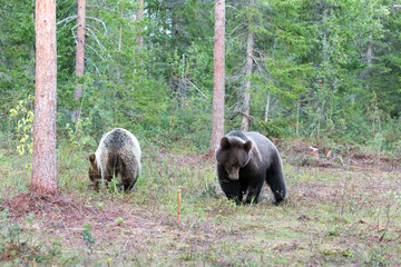 A view of brown bear during summer