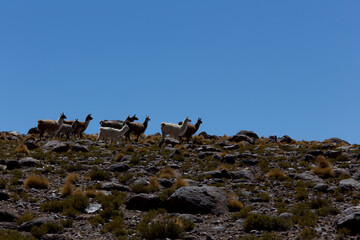 A landscape with guanaco