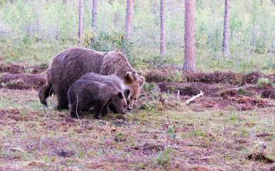 A view of brown bear during summer