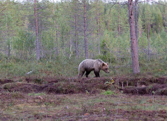 A view of brown bear during summer