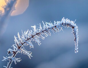 frost on branches