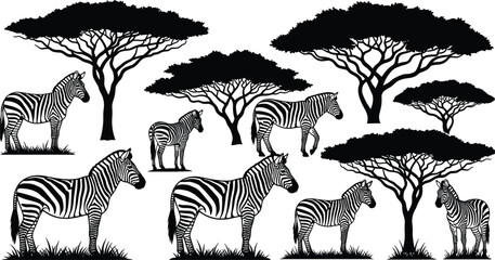 Black and white silhouette of zebras and acacia trees in the savanna landscape Keywords: zebras, zebra, savanna, africa, acacia © MdZabed