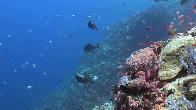 Plunge into the depths and witness a vibrant coral reef teeming with life. Schools of colorful fish swim around diverse coral formations in Bunaken National Park.