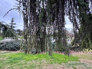 Cedrus atlantica &lsquo;Glauca Pendula&rsquo;, known as weeping blue Atlas cedar, long cascading branches in a landscaped park. Ornamental evergreen conifer featuring dramatic hanging foliage and architectural.