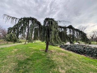 Cedrus atlantica &lsquo;Glauca Pendula&rsquo;, also known as weeping blue Atlas cedar, growing in a landscaped park. Ornamental evergreen conifer, cascading branches, used in gardens, parks and landscape design.